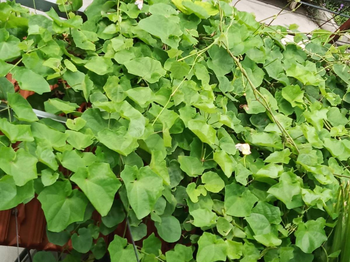 Green Space Homestay 宁平 外观 照片