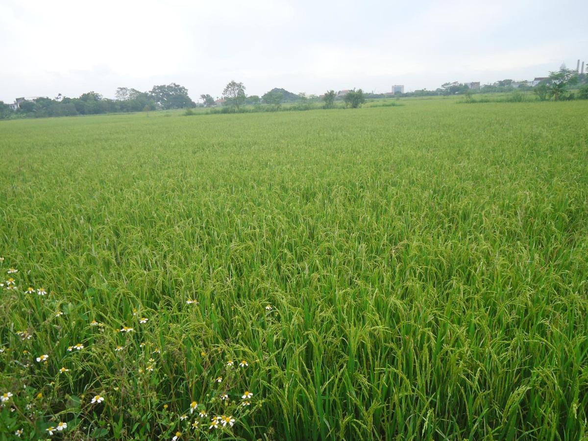 Green Space Homestay 宁平 外观 照片